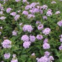 Verbena x 'Murielle'